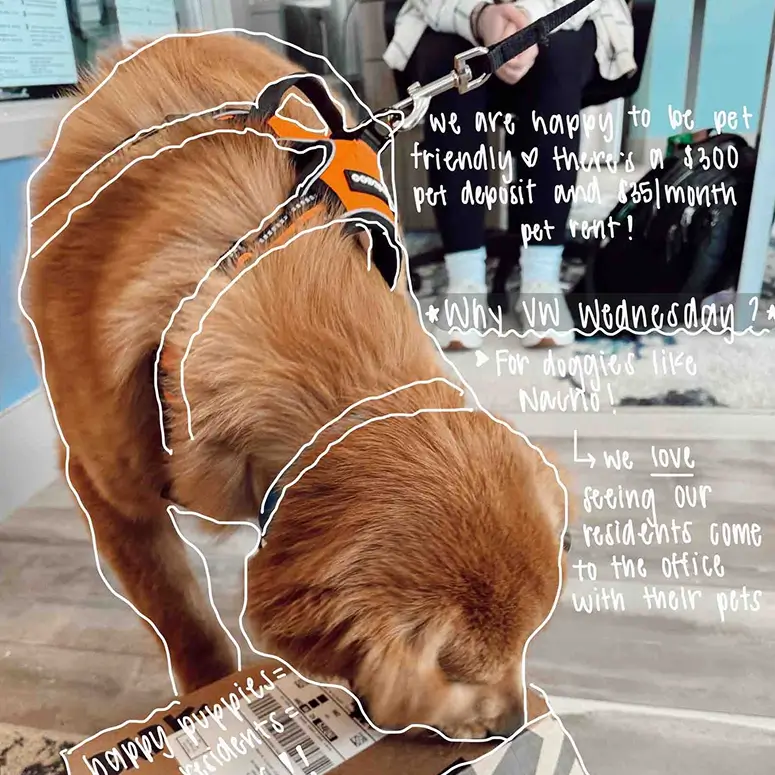 A golden retriver sniffing a package in an apartment building